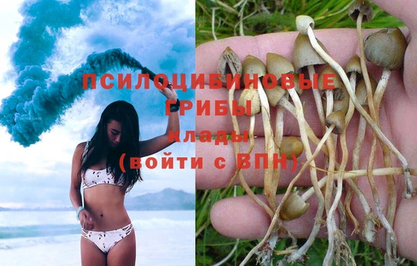 сатива Горняк