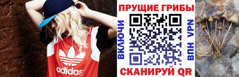 Купить закладки Каменск-Шахтинский Псилоцибиновые грибы ЛСД
